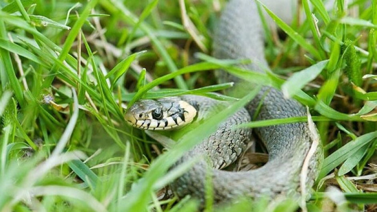 Правила поведения при встрече со змеями и оказания первой помощи при укусе змей